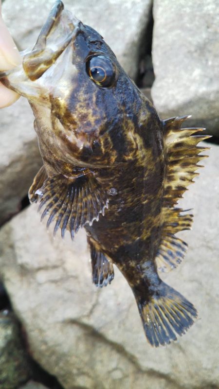 デイでのタケノコ狩り