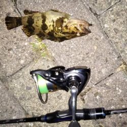 本メバルを探して〜南芦屋浜〜