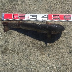 チンタゲット！！　メジナは好調！　