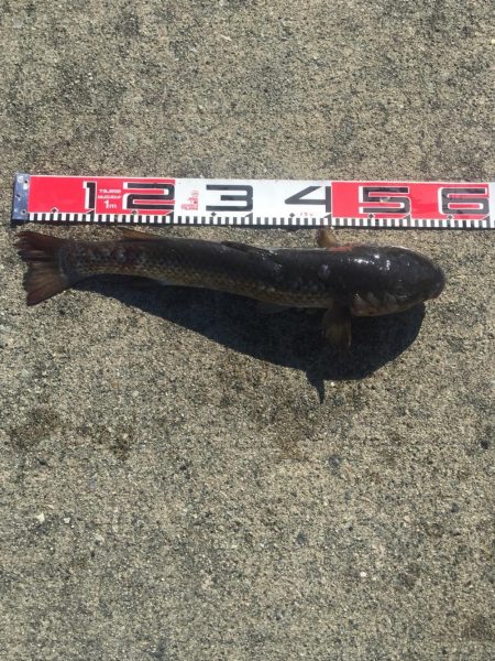 チンタゲット！！　メジナは好調！　