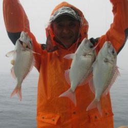 土佐安芸のハマちゃんの釣果