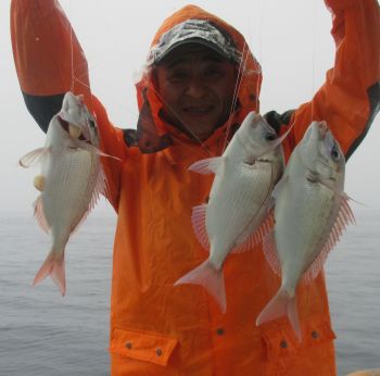 土佐安芸のハマちゃんの釣果