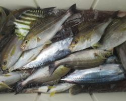 土佐安芸のハマちゃんの釣果