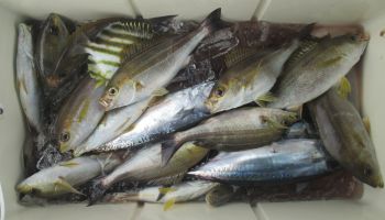 土佐安芸のハマちゃんの釣果