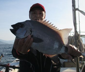 土佐安芸のハマちゃんの釣果