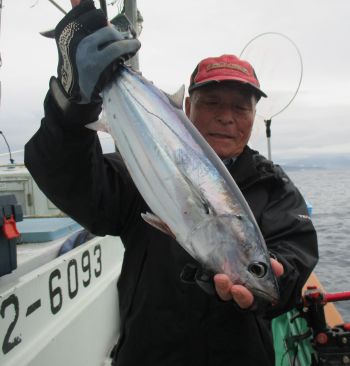 土佐安芸のハマちゃんの釣果