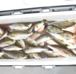 土佐安芸のハマちゃんの釣果