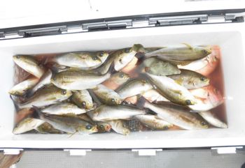 土佐安芸のハマちゃんの釣果