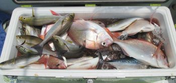 土佐安芸のハマちゃんの釣果