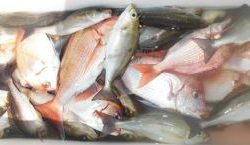 土佐安芸のハマちゃんの釣果