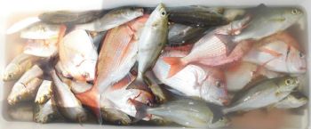 土佐安芸のハマちゃんの釣果