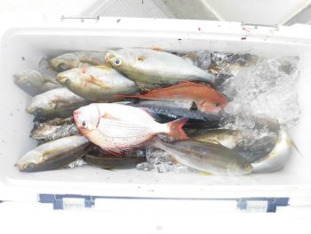 土佐安芸のハマちゃんの釣果