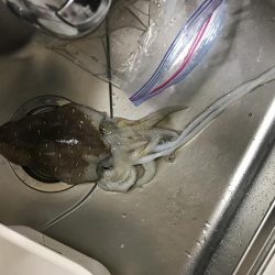 短時間夕まずめエギング