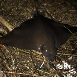 ランカー!と思いきや、、