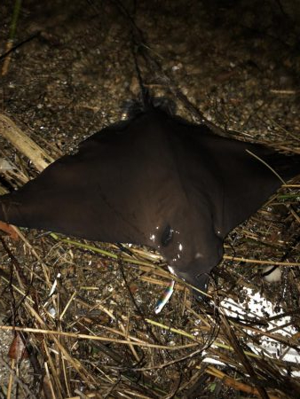 ランカー!と思いきや、、