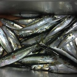 小鯖の飲ませ釣り