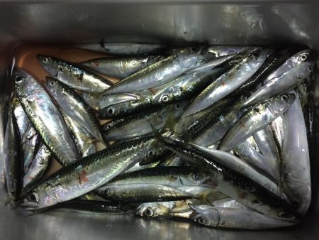 小鯖の飲ませ釣り