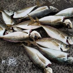 満月　大潮　アジング