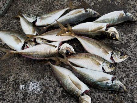 満月　大潮　アジング