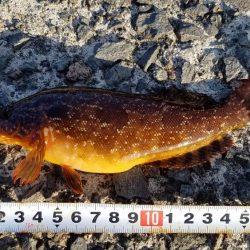 久しぶりの爆釣