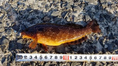 久しぶりの爆釣