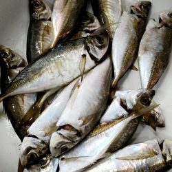 アジ　カサゴ　太刀魚　エイ