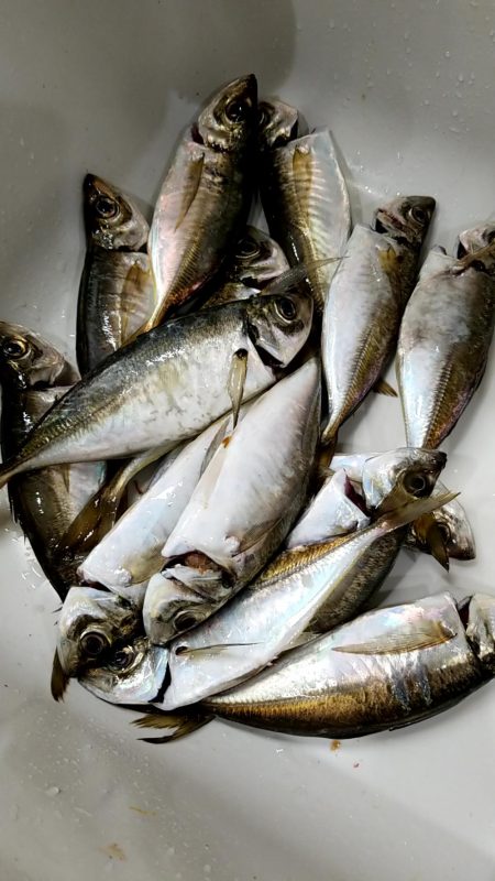 アジ　カサゴ　太刀魚　エイ