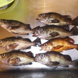 今シーズン初メバリング