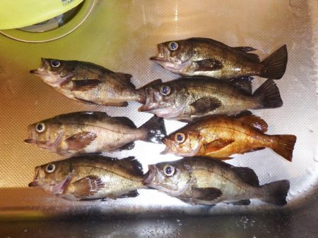 今シーズン初メバリング