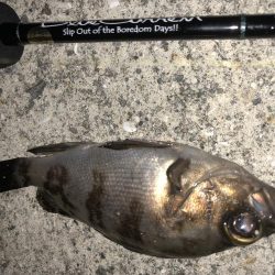 今日も癒しを求めて…