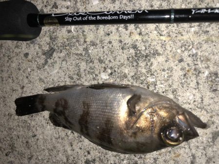 今日も癒しを求めて…