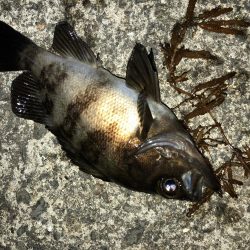 まだまだまだまだメバリング