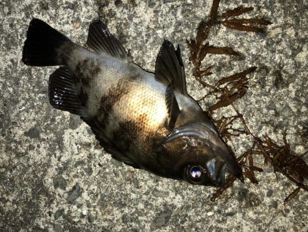 まだまだまだまだメバリング