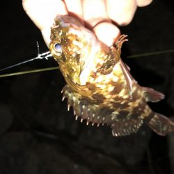 朝まずめ数釣りメバリング