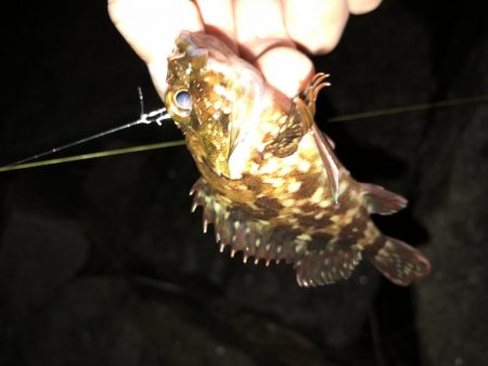 朝まずめ数釣りメバリング