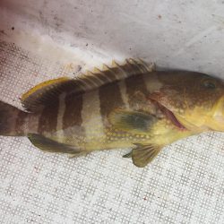 イワシをいっぱい食べて太ったハマチ。