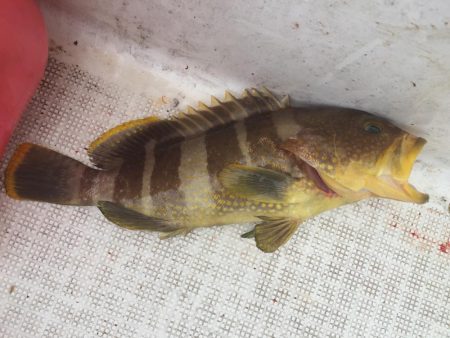 イワシをいっぱい食べて太ったハマチ。