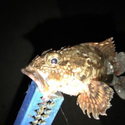 まさかのメバルが。