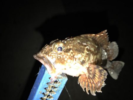 まさかのメバルが。