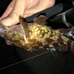 連日メバリング