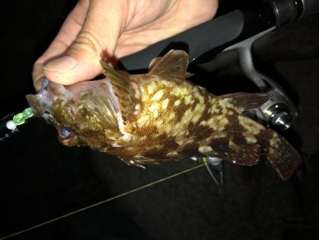 連日メバリング