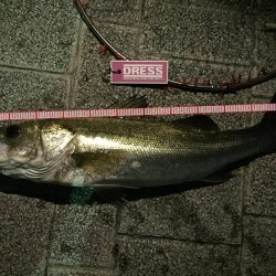 初バチ抜けシーバス