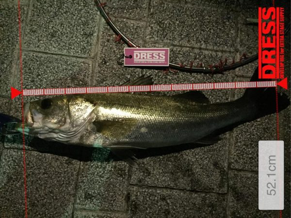 初バチ抜けシーバス