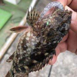 ちょこっとフィッシング!