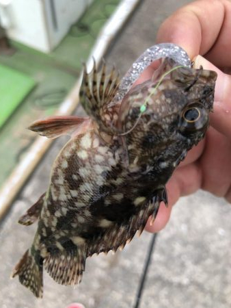 ちょこっとフィッシング!