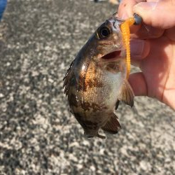 ジグで投げ釣り