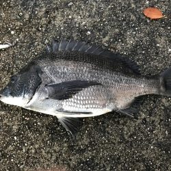 ミスキャストしたら釣れた(//∇//)