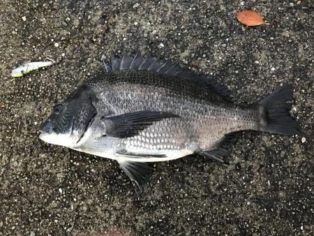 ミスキャストしたら釣れた(//∇//)