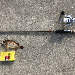 玉には餌でのんびりと