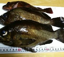 メバルが釣れました。